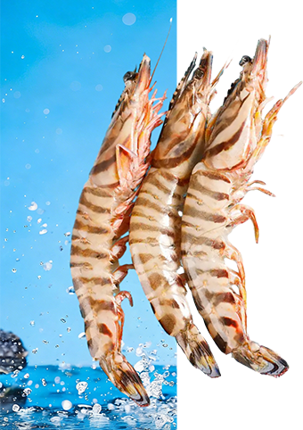 象山生态斑节虾