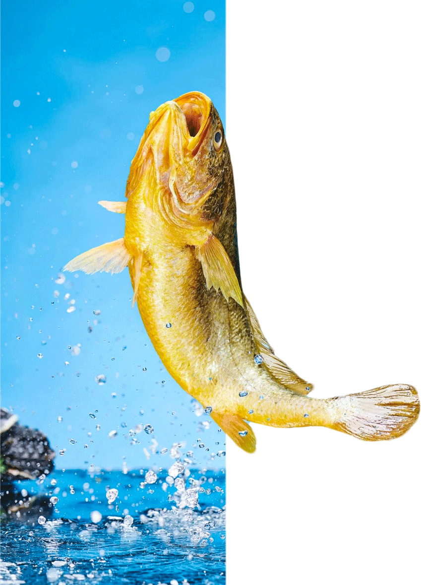 东海野生大黄鱼